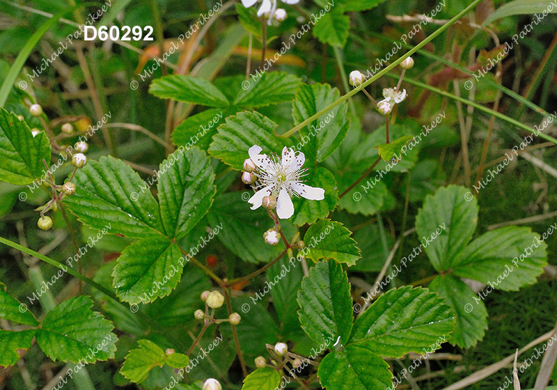 Bristly Dewberry (Rubus hispidus)